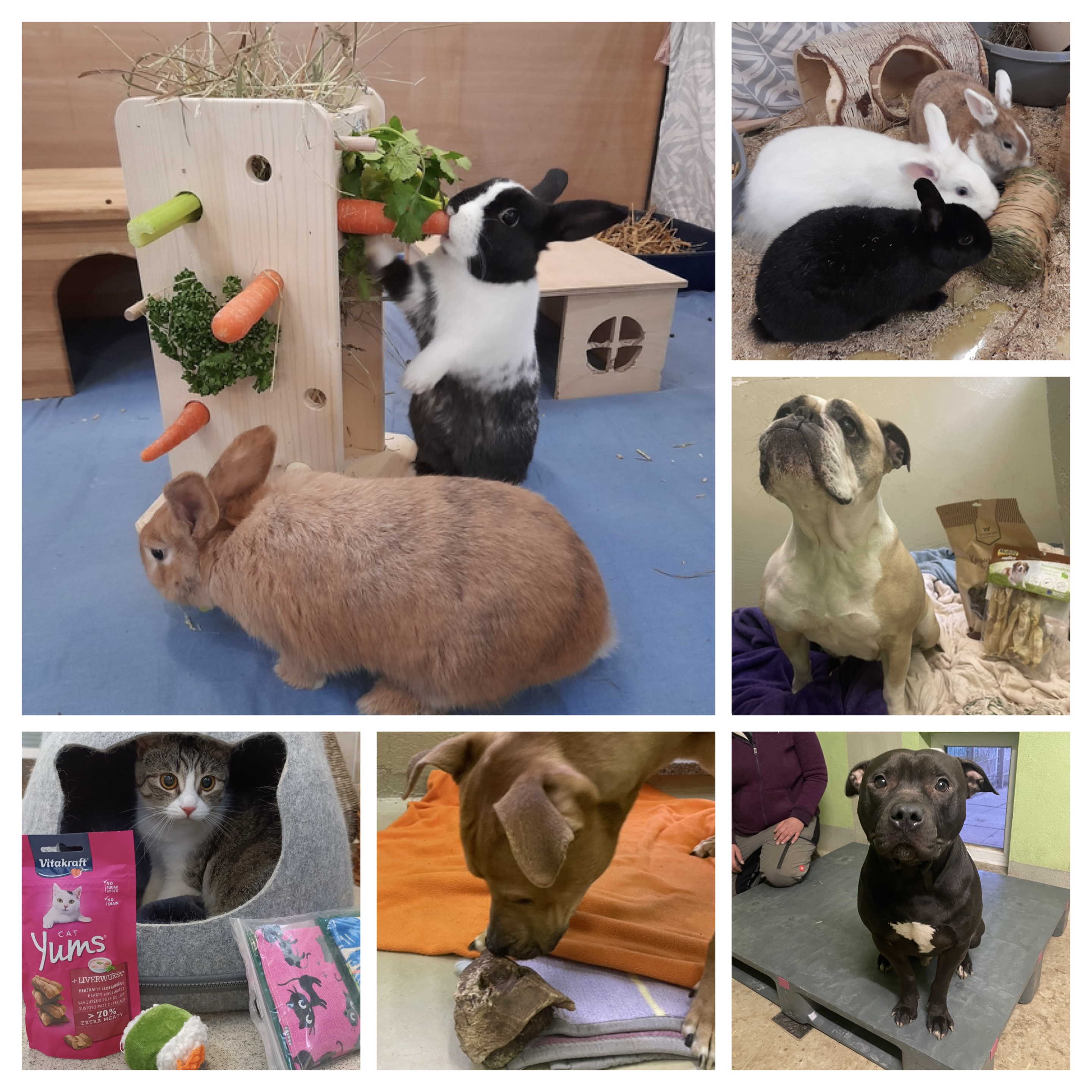 Tierschutzverein für Wiesbaden und Umgebung e. V.